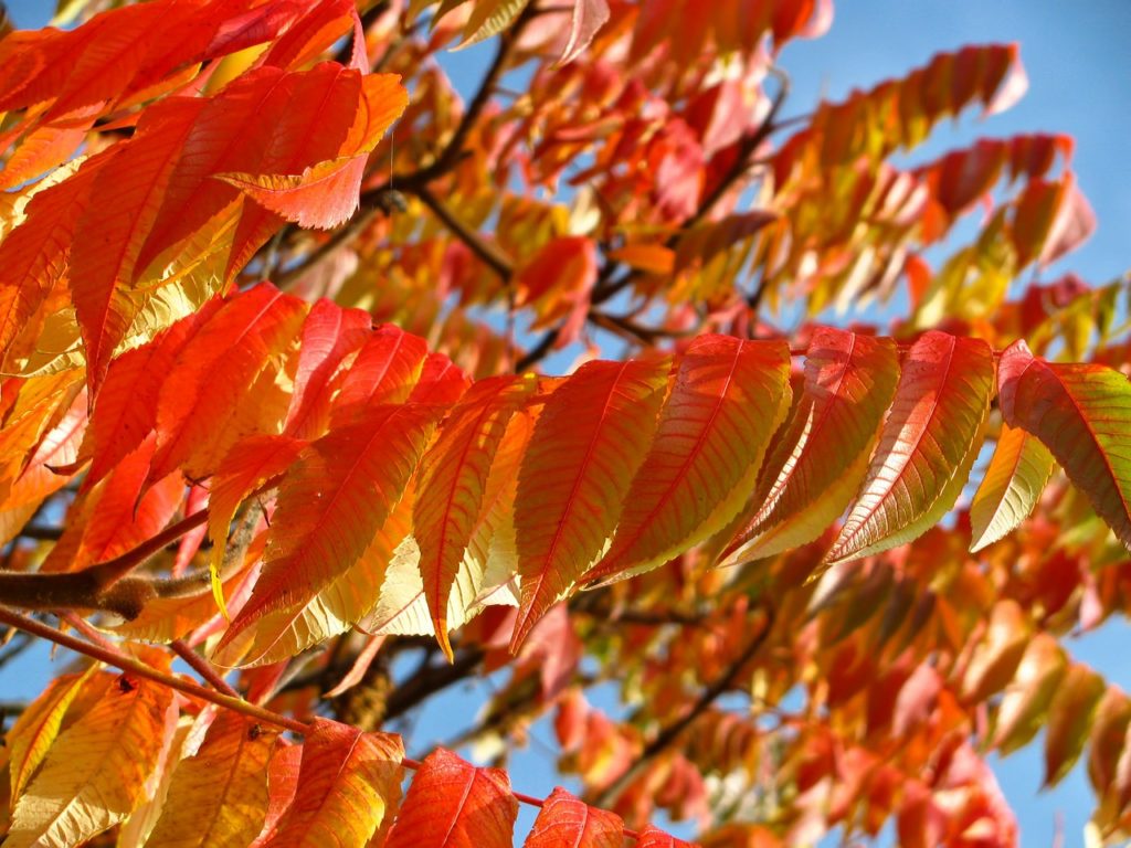 árboles hojas naturaleza árbol recurso árboles hojas naturaleza árbol recurso