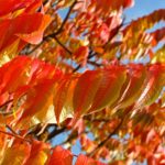 árboles hojas naturaleza árbol recurso