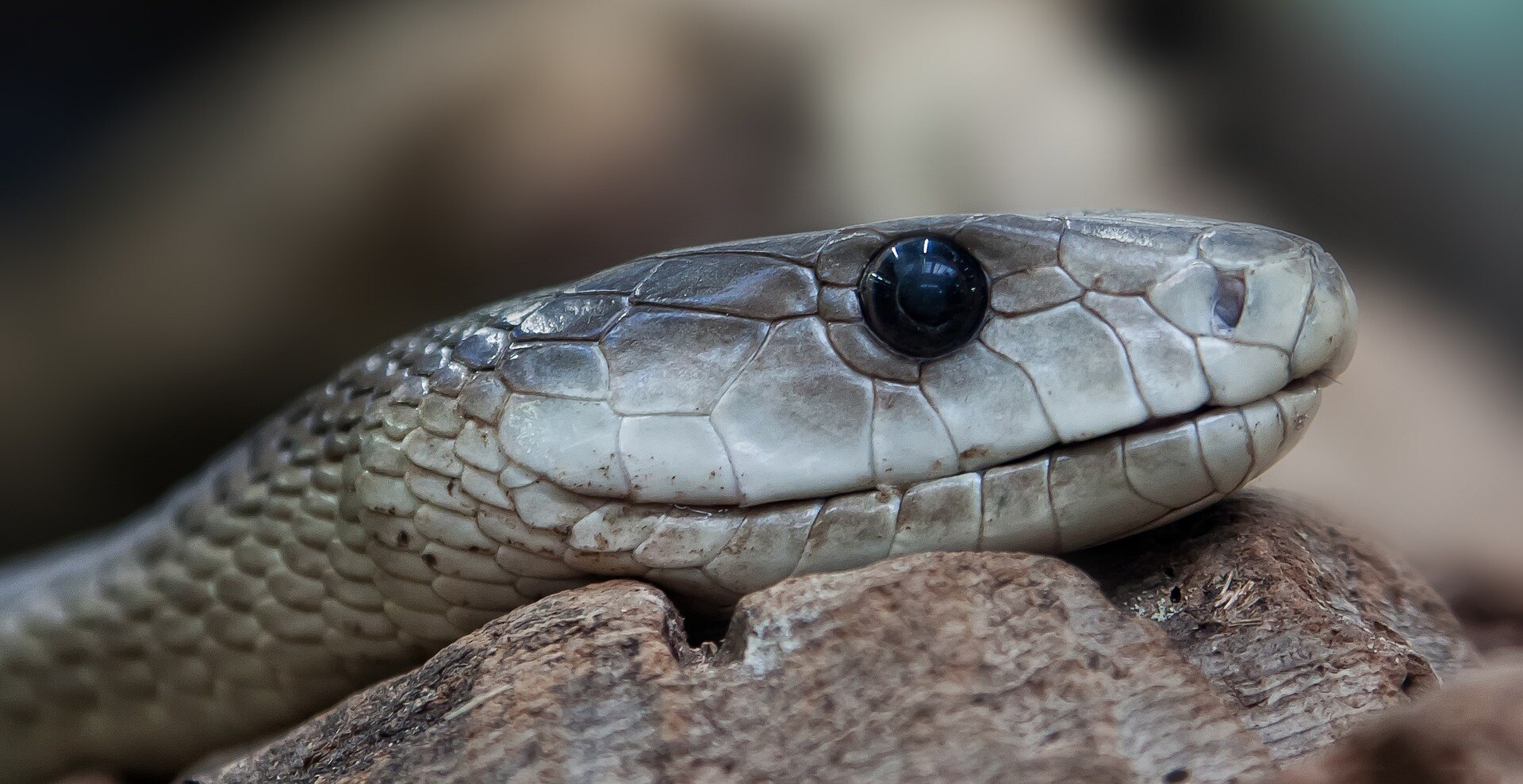 serpiente recurso serpiente recurso