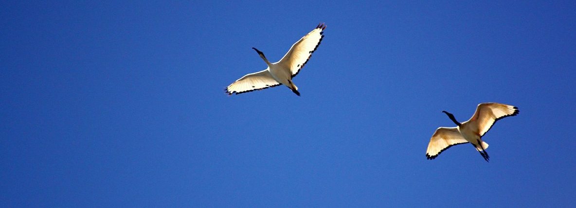 recurso pájaros volatilidad economía conceptos