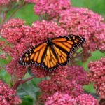 Imagen de una mariposa monarca, cuya protección ha sido galardonada con el Premio Fundación BBVA a la Conservación de la Biodiversidad.