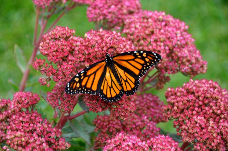 Imagen de una mariposa monarca, cuya protección ha sido galardonada con el Premio Fundación BBVA a la Conservación de la Biodiversidad. Imagen de una mariposa monarca, cuya protección ha sido galardonada con el Premio Fundación BBVA a la Conservación de la Biodiversidad.