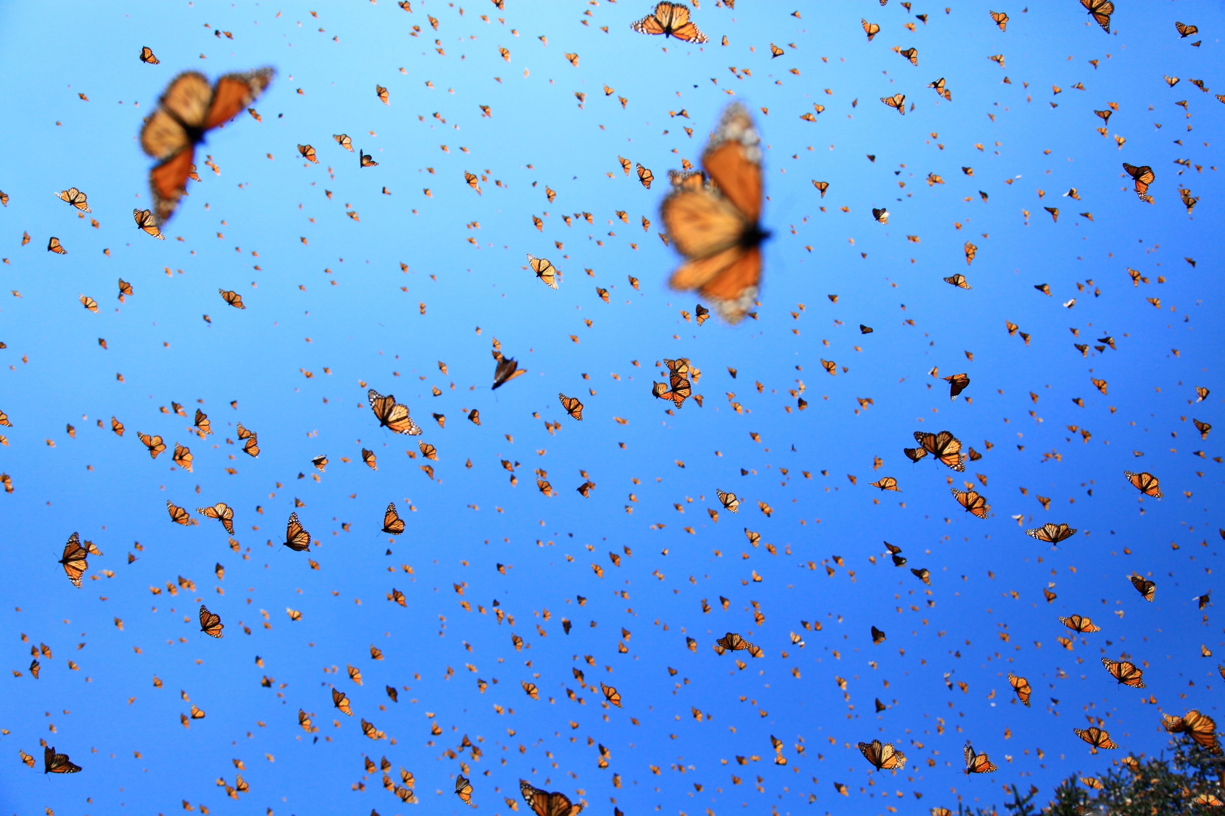 Imagen de mariposas monarca, cuya protección ha sido premiada recientemente por la Fundación BBVA. @FMCN
