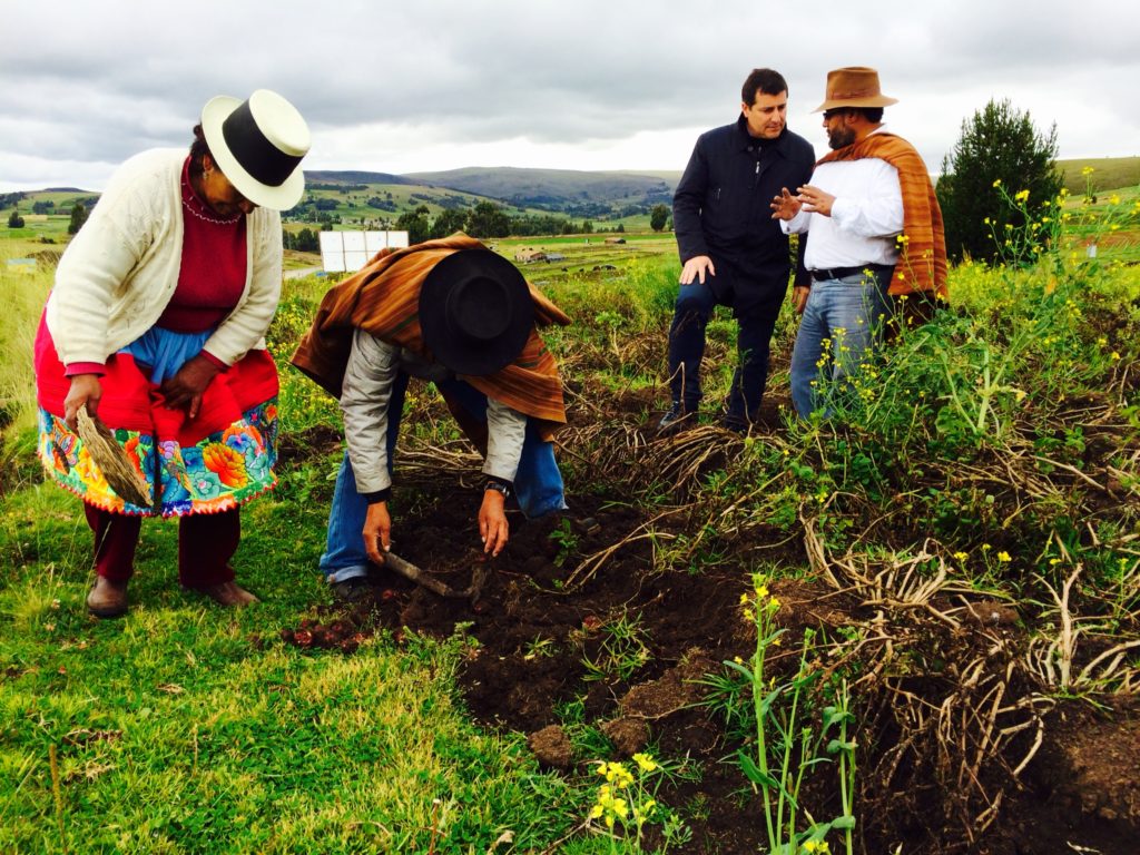 Josep Roca comprueba las variedades de papas que se cultivan en los campos de Condorccocha, en las cercanías de Ayacucho antes de la Gira BBVA 2014 Fotografía de Josep Roca comprobando las variedades de papas que se cultivan en los campos de Condorccocha, en las cercanías de Ayacucho antes de la Gira BBVA 2014