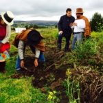 Fotografía de Josep Roca comprobando las variedades de papas que se cultivan en los campos de Condorccocha, en las cercanías de Ayacucho antes de la Gira BBVA 2014