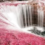 Imagen de Caños de Cristal Colombia