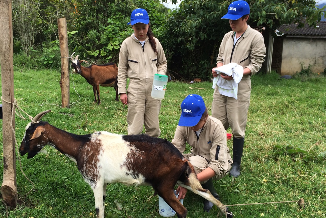 Fotografía de jóvenes de Escuela para el Emprendimiento con la iniciativa de vender leche de cabra Jóvenes de Escuela para el Emprendimiento ordeñando una cabra