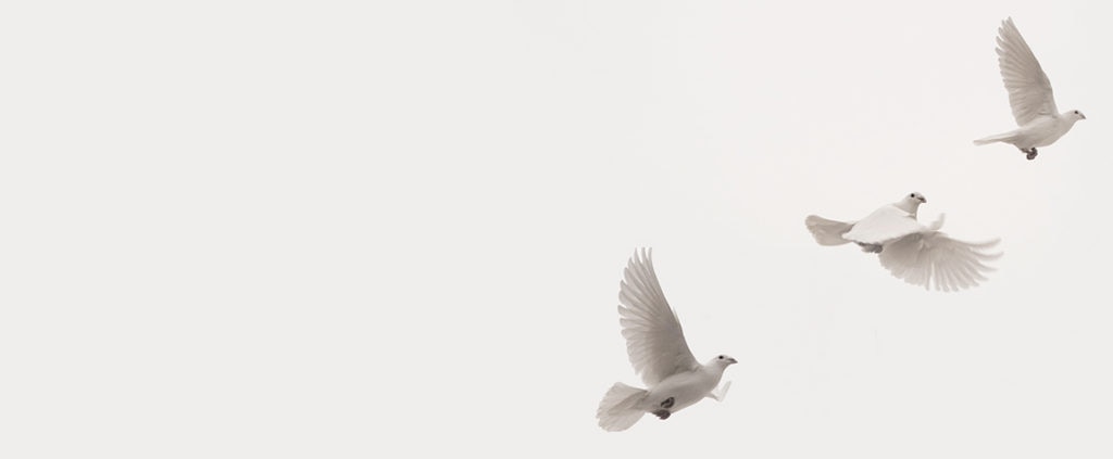 Imagen de Proceso de paz Colombia Farc, palomas Imagen de Proceso de paz Colombia Farc, palomas