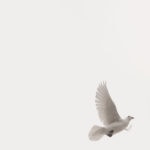 Imagen de Proceso de paz Colombia Farc, palomas