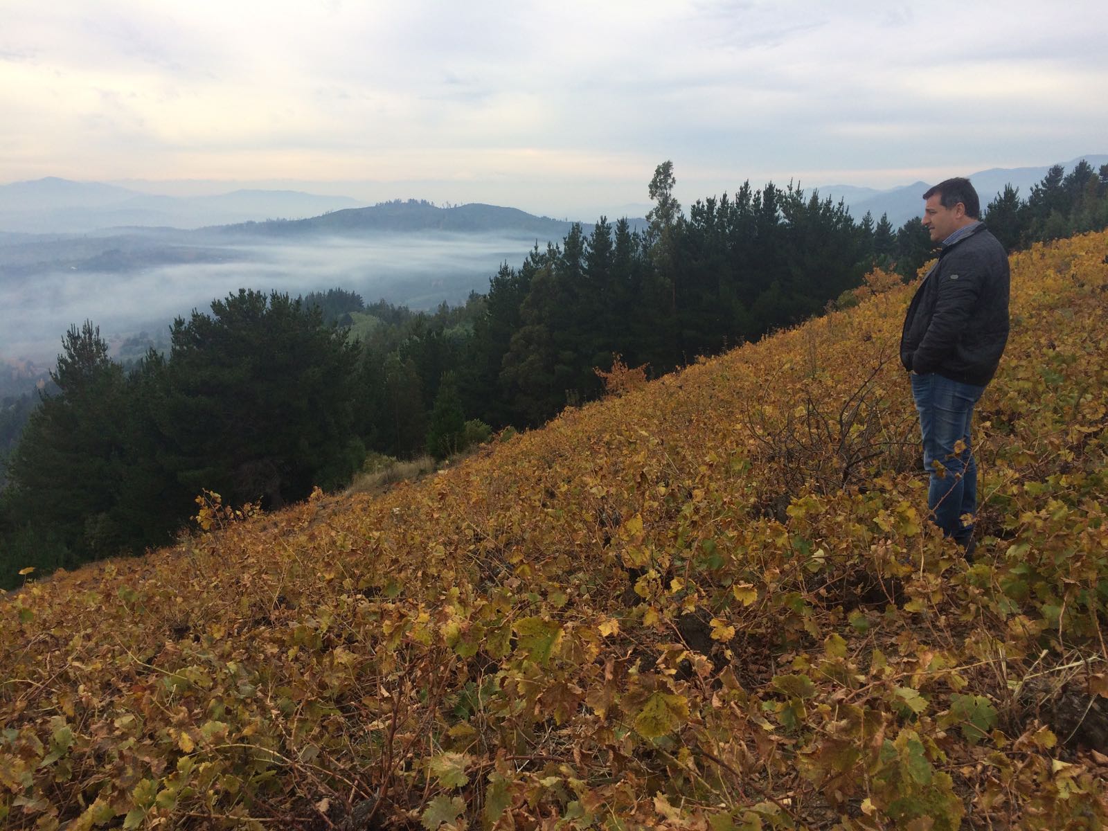 Fotografía de Josep Roca observa la vista panorámica del valle del río Itata desde lo alto de una viña salvaje en el municipio de Huarilihue Chile- gira BBVA- El Celler de Can Roca