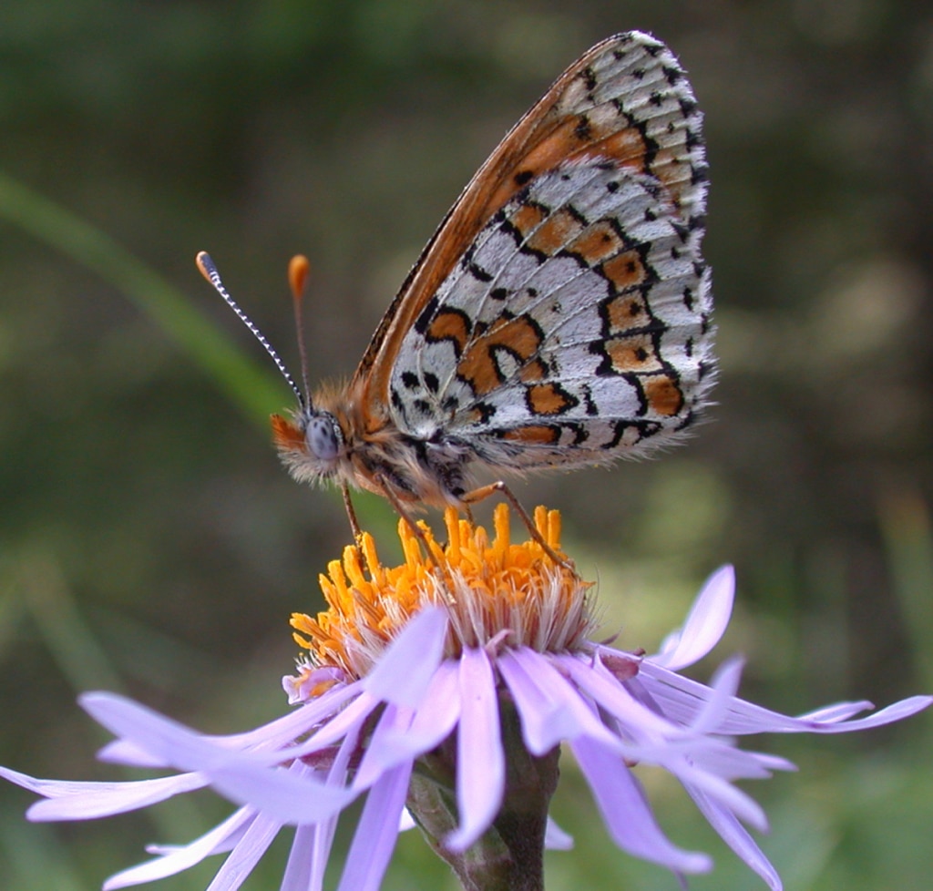 Mariposa doncella punteada estudiada por el Premio Fronteras del Conocimiento Ilka Hanski Imagen de mariposa doncella punteada estudiada por el Premio Fronteras del Conocimiento Ilka Hanski