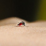 Fotografia de vacuna fiebre amarilla mosquito picadura america viajar turismo bbva