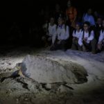 03072016 Tortugas en Río Lagartos- Ruta BBVA