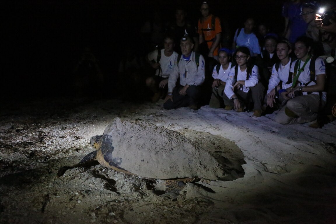 03072016 Tortugas en Río Lagartos- Ruta BBVA