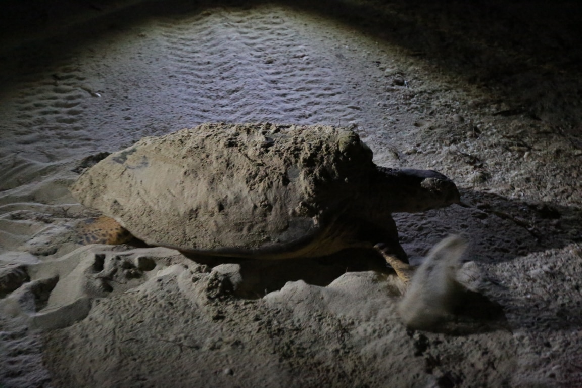 Fotografía de Tortugas en Río Lagartos de Ruta BBVA 2016