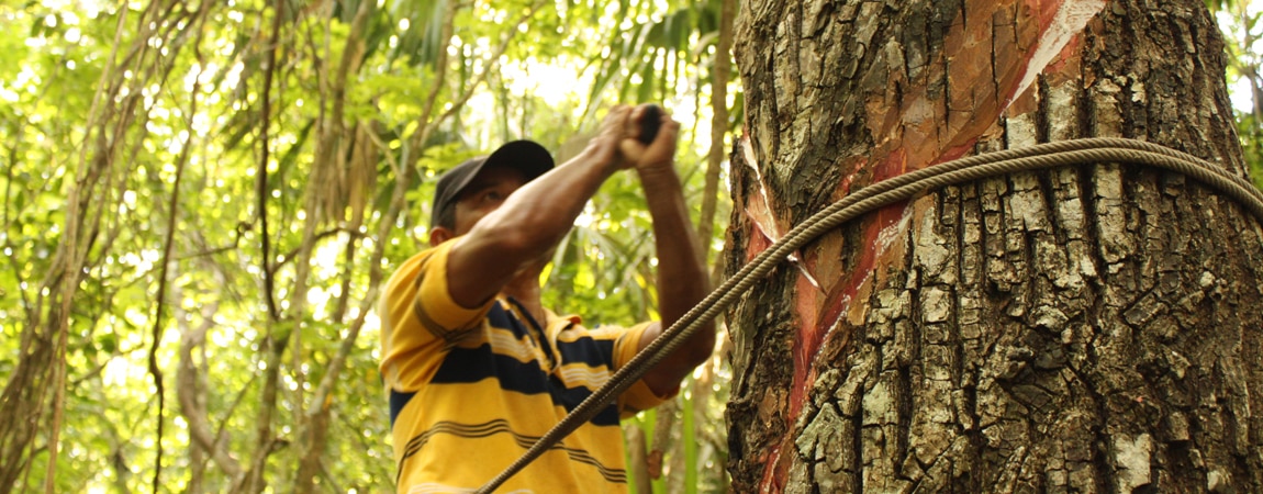 El chiclero trepa por el chizapote para extraer la savia
