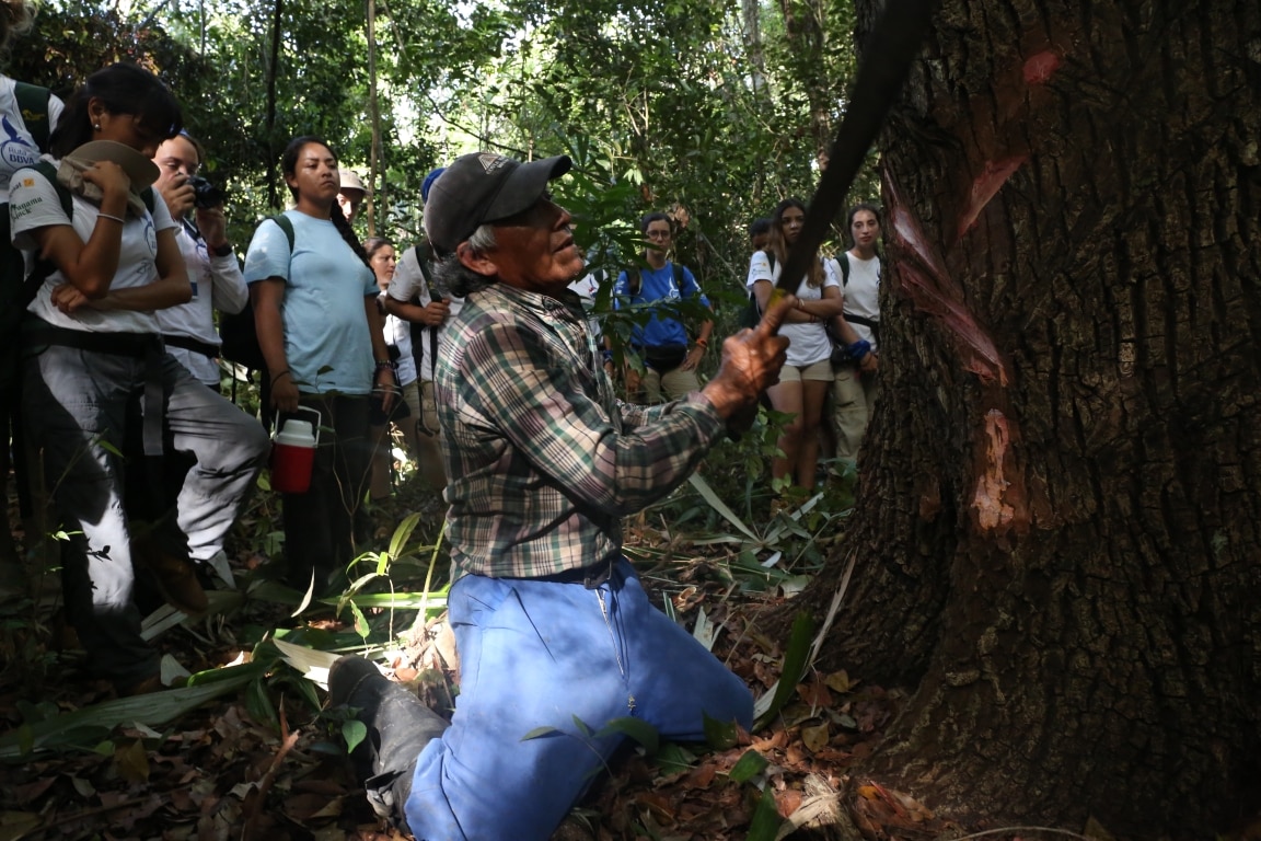 Un chiclero enseña a la Ruta BBVA el proceso de extracción de la materia prima del chicle maya