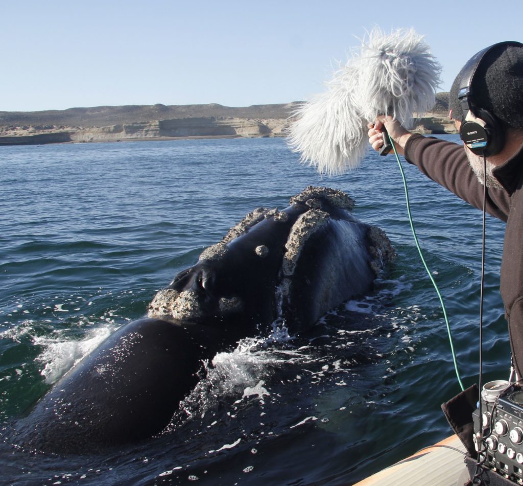 Imagen de Carlos de Hita, Premio Fundación BBVA a la Difusión del Conocimiento en Conservación de la Biodiversidad, grabando una ballena