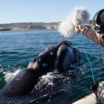 Imagen de Carlos de Hita, Premio Fundación BBVA a la Difusión del Conocimiento en Conservación de la Biodiversidad, grabando una ballena
