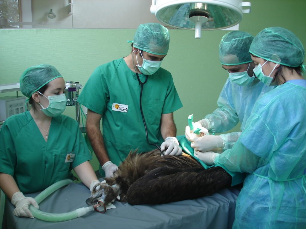 Veterinarios de Grefa, galardonada con el Premio Fundación BBVA a la Conservación de la Biodiversidad, curando a un buitre negro. Imagen de los veterinarios de Grefa, galardonada con el Premio Fundación BBVA a la Conservación de la Biodiversidad, curando a un buitre negro.