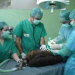Imagen de los veterinarios de Grefa, galardonada con el Premio Fundación BBVA a la Conservación de la Biodiversidad, curando a un buitre negro.