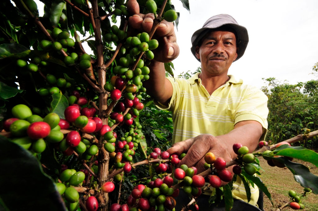 Campesino colombiano cosechando café Fotografía de Campesino colombiano cosechando café
