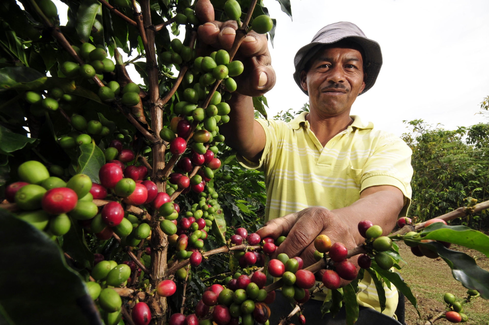 Fotografía de Campesino colombiano cosechando café