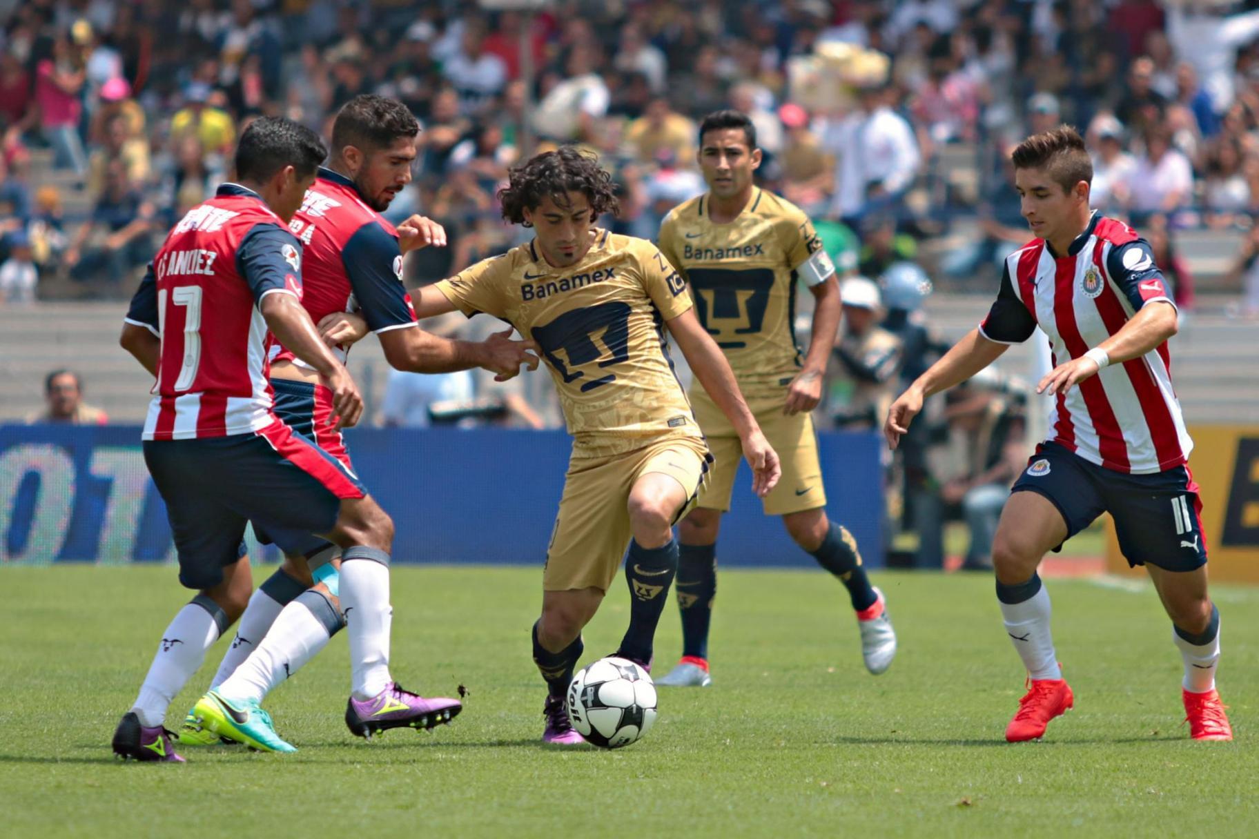 pumas pumas