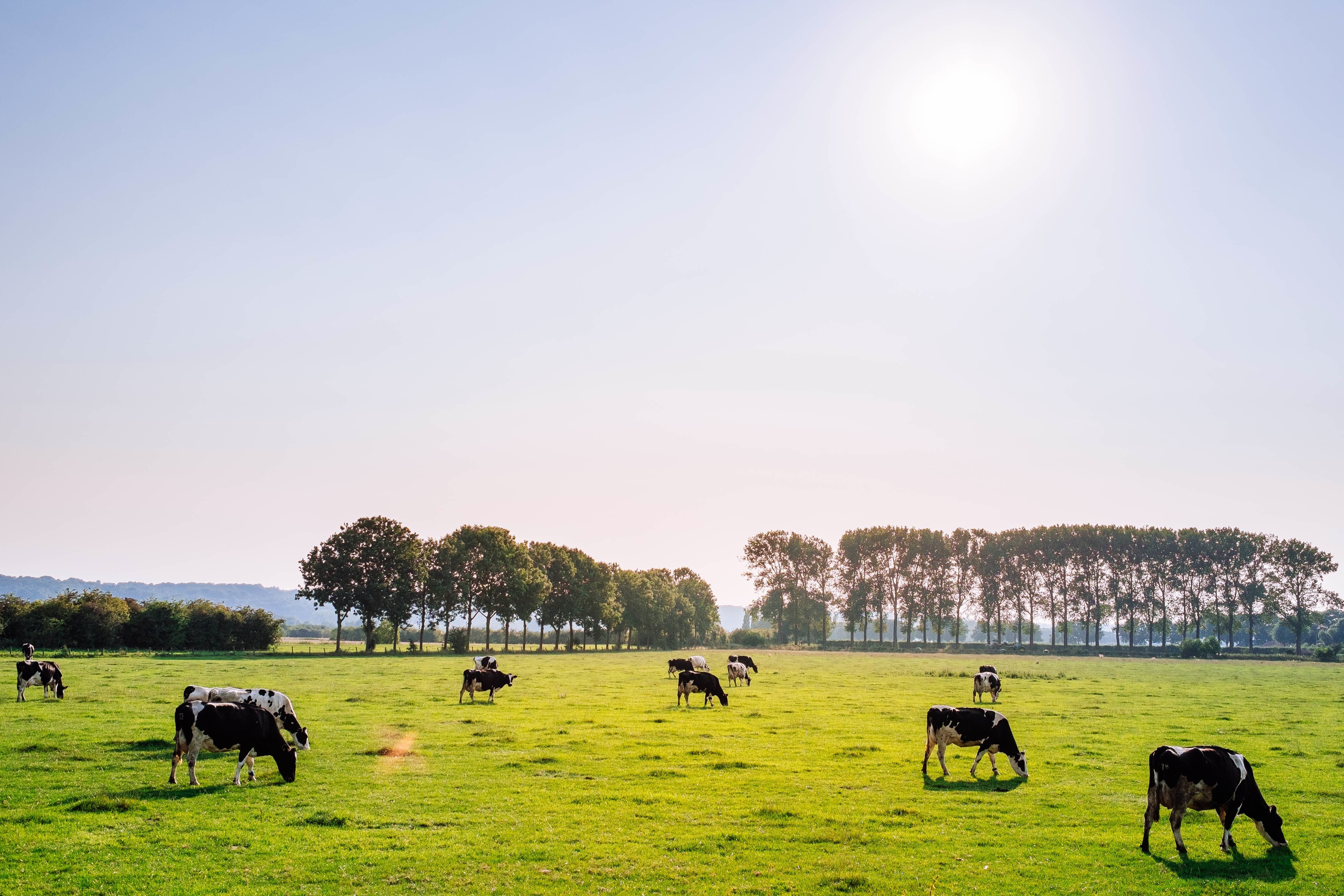 Imagen de vacas en el campo Imagen de campo en Paraguay