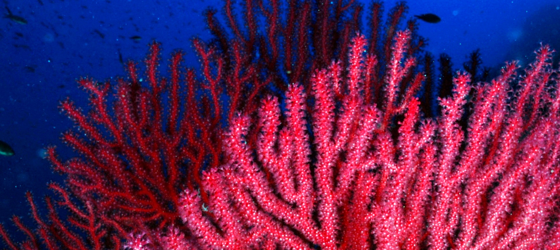 Gorgonia roja