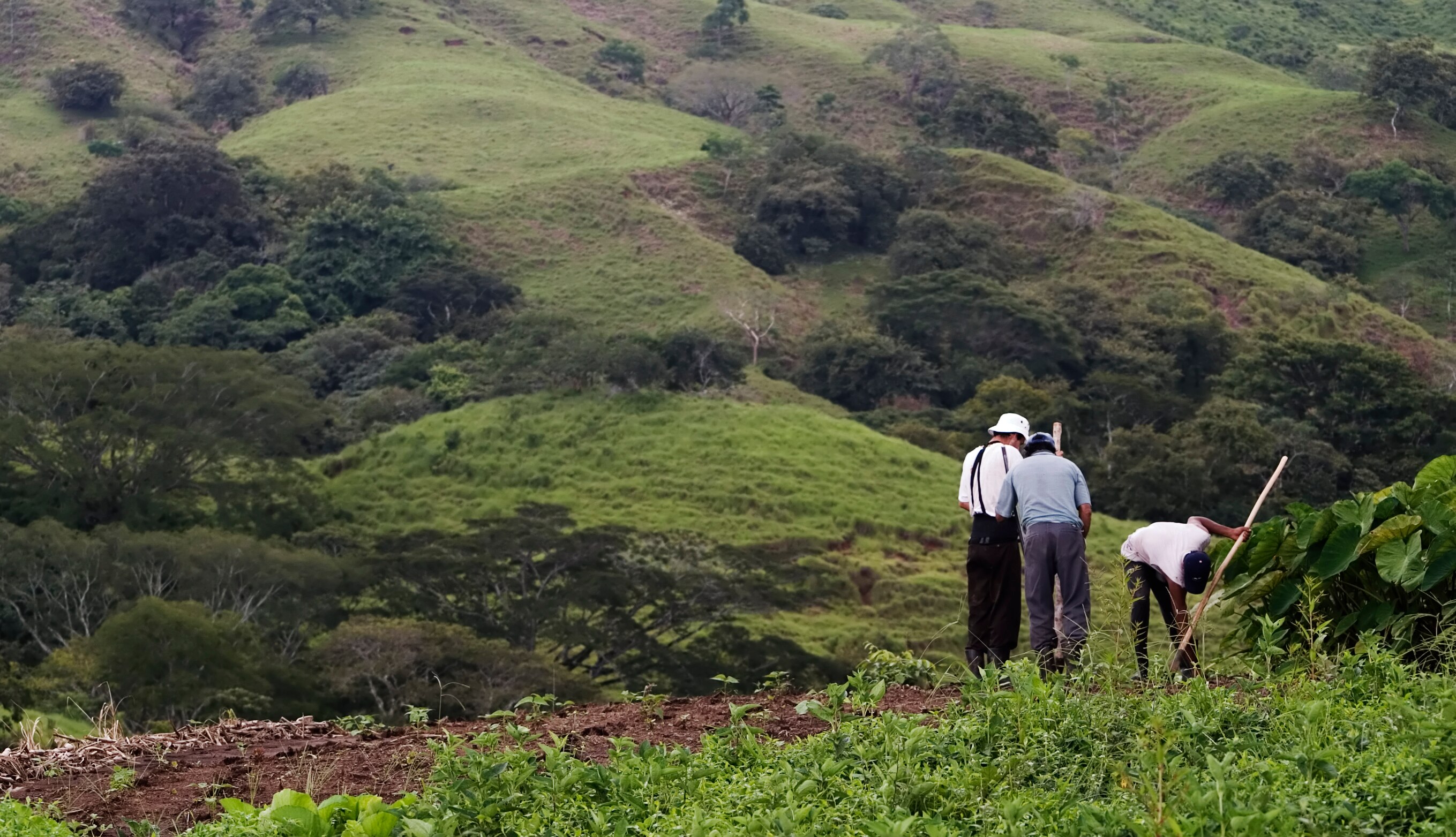 Sector agricultor Imagen sector agricultor
