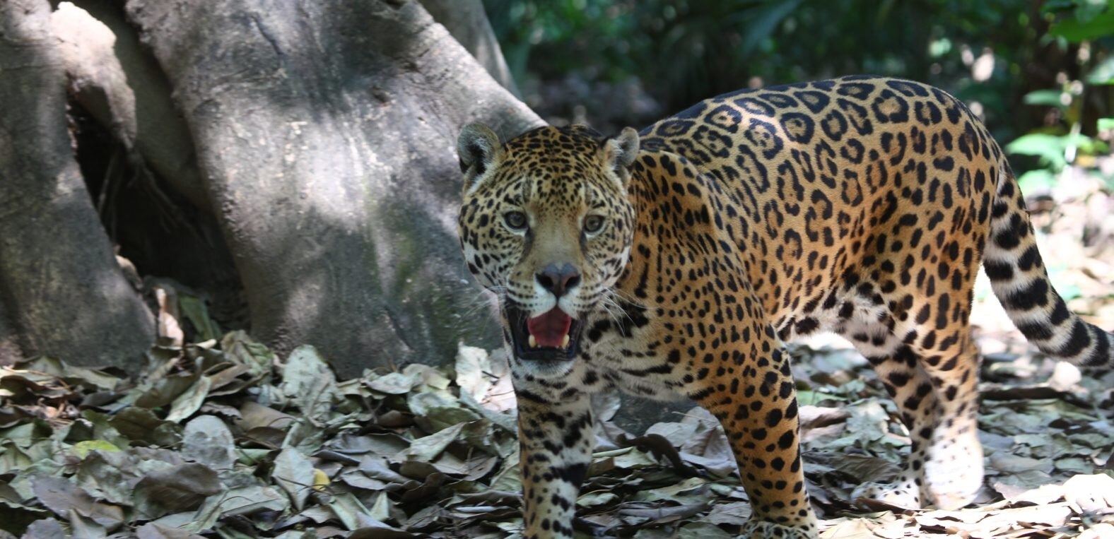 Jaguar en un espacio protegido creado por el Laboratorio de Ecología y Conservación de Fauna Silvestre (UNAM), premiado por la Fundación BBVA Jaguar en un espacio protegido creado por el Laboratorio de Ecología y Conservación de Fauna Silvestre (UNAM), premiado por la Fundación BBVA