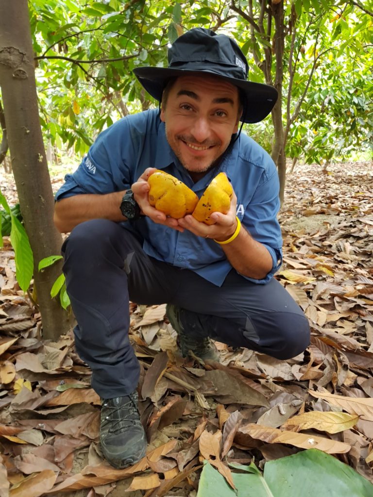 Jordi Roca con un fruto de cacao blanco de Piura en una plantación Jordi Roca con un fruto de cacao blanco de Piura en una plantación
