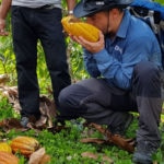 Jordi Roca probando los frutos de cacao