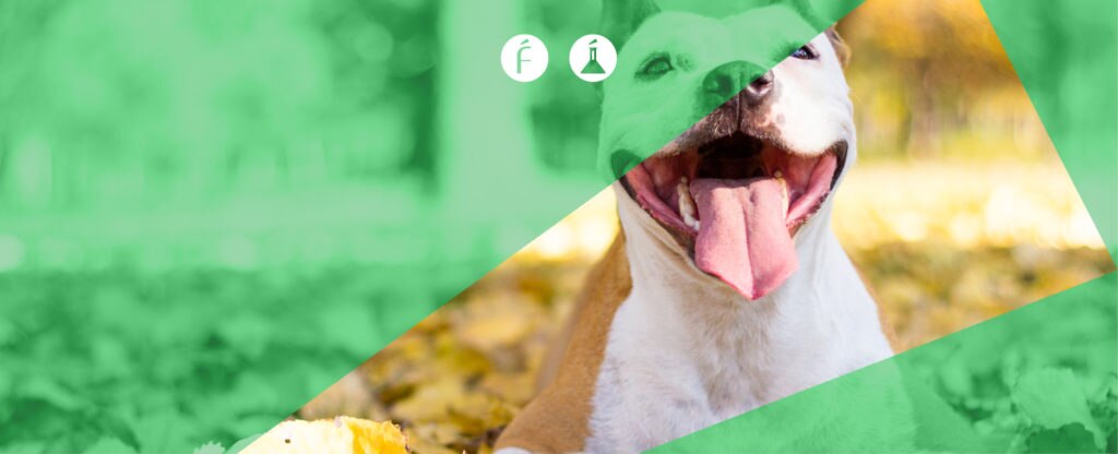 rrss-1509-fundeu-pitbullbbva rrss-1509-fundeu-pitbullbbva