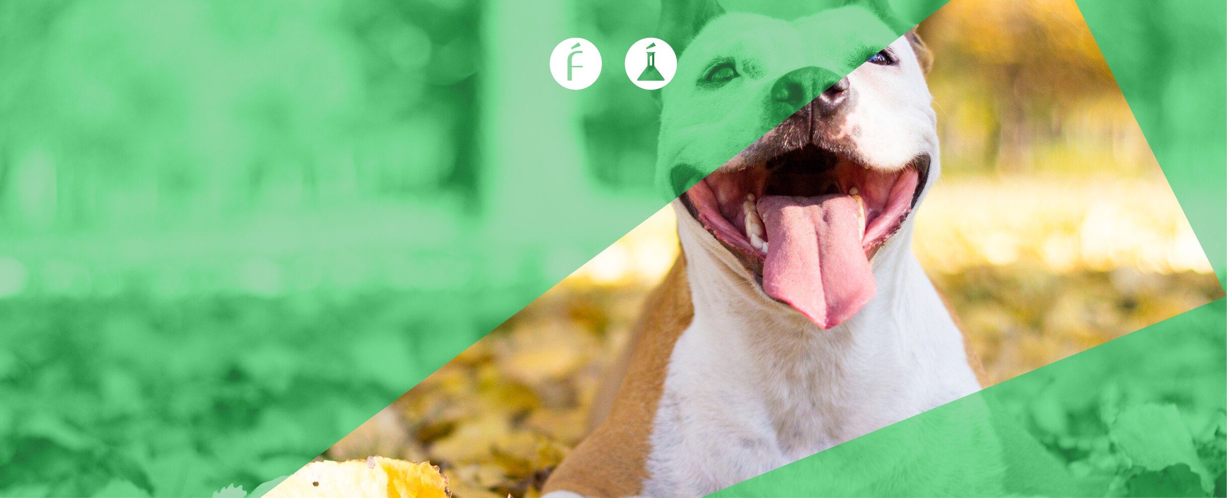 rrss-1509-fundeu-pitbullbbva rrss-1509-fundeu-pitbullbbva