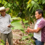 El agricultor Jorge Troya y el experto en cacao Oscar Velásquez, que a sus 60 años lidera el proceso de cambio, financiado por la Fundación BBVA Microfinanzas en Perú