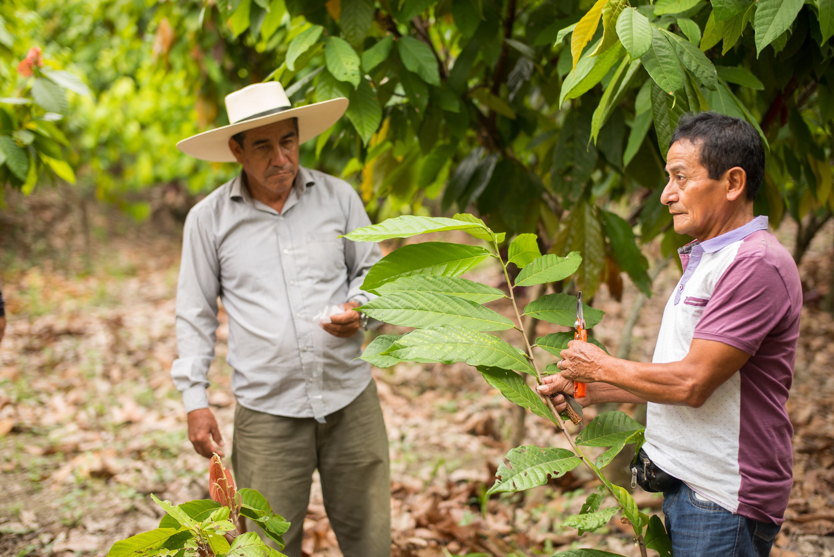 El agricultor Jorge Troya y el experto en cacao Oscar Velásquez, que a sus 60 años lidera el proceso de cambio, financiado por la Fundación BBVA Microfinanzas en Perú El agricultor Jorge Troya y el experto en cacao Oscar Velásquez, que a sus 60 años lidera el proceso de cambio, financiado por la Fundación BBVA Microfinanzas en Perú
