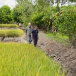 Jordi Roca e Ignacio Medina camina por la linde que separa un arrozal de un cacaotal en la ciudad de Jaén, en la región de Amazonas de Perú