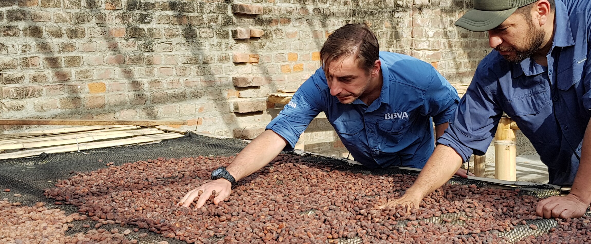 Jordi Roca palpa un secadero de granos de cacao blanco en su visita con BBVA a Perú