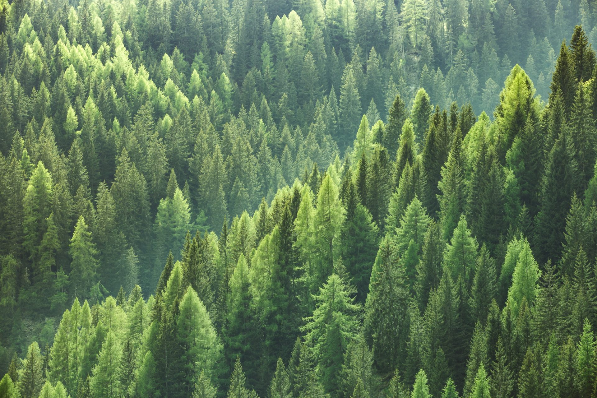 sostenibilidad ecologia recurso