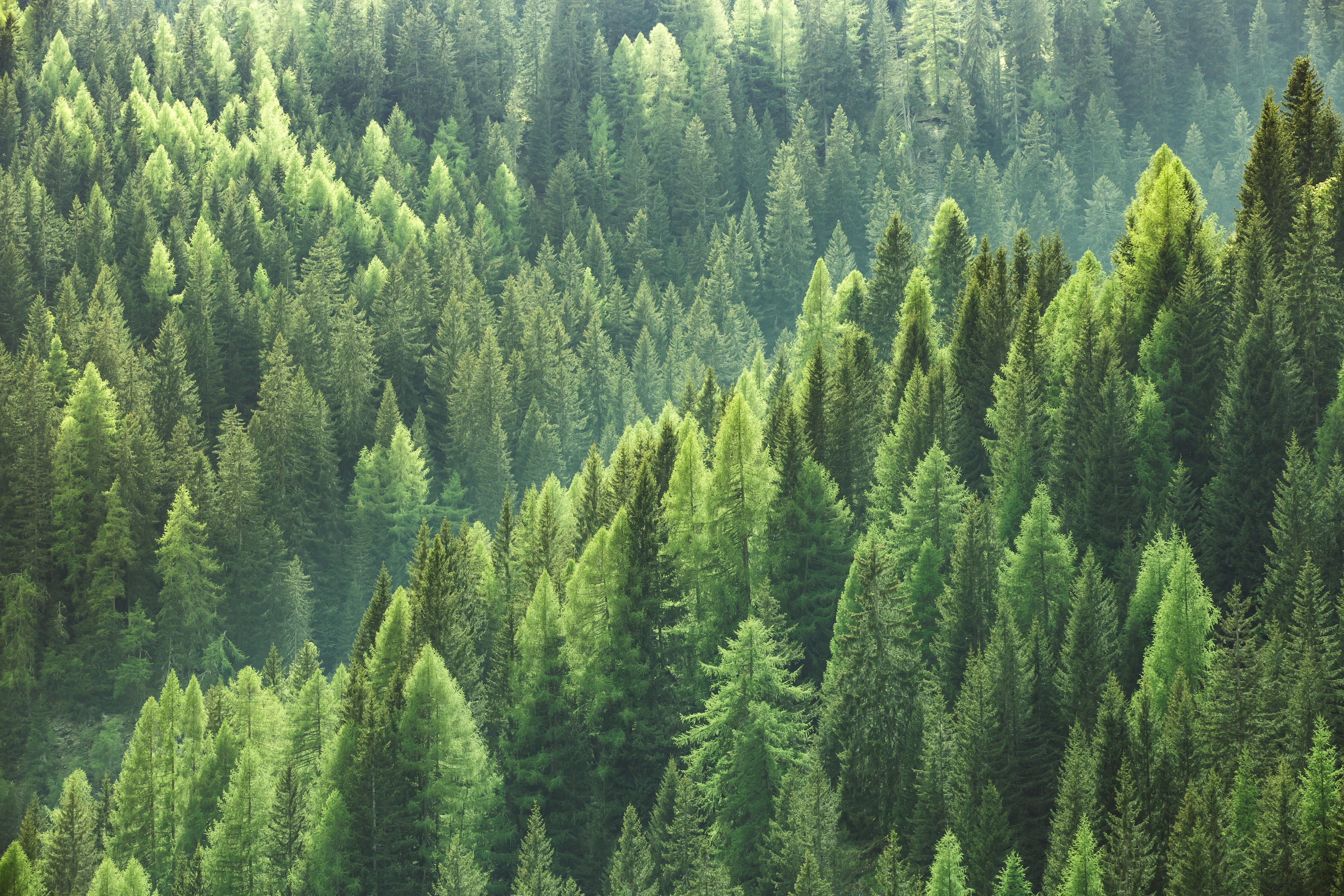 sostenibilidad ecologia recurso