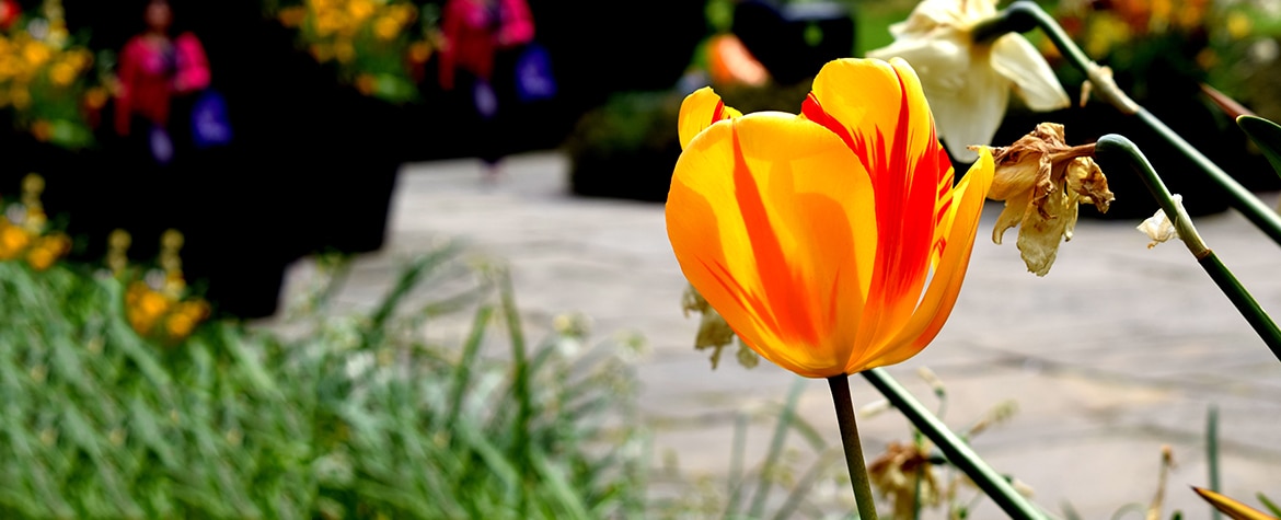 BBVA tulipan tulipomanía burbuja económica