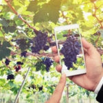vino-movil-wine-bbva vino-movil-wine-bbva