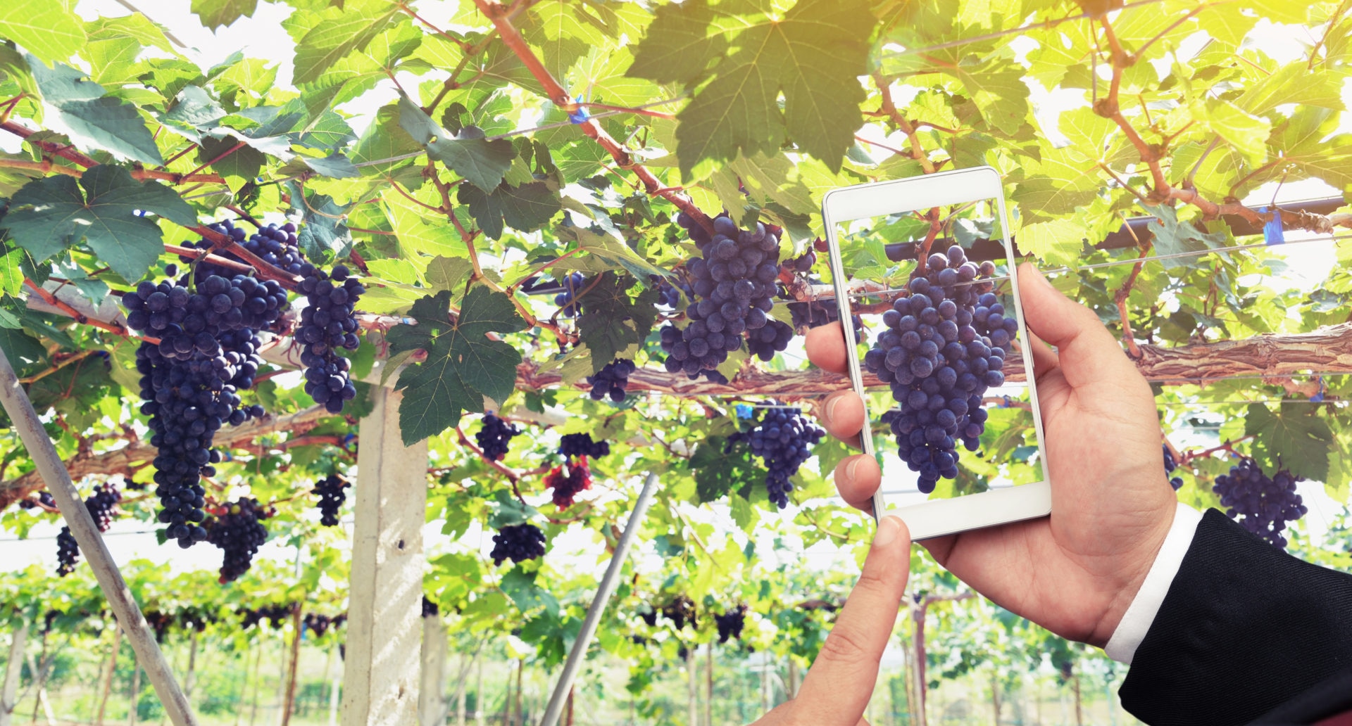 vino-movil-viñedo-uvas-BBVA