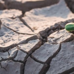 Fotografia de Tierra seca y brote creciendo BBVA