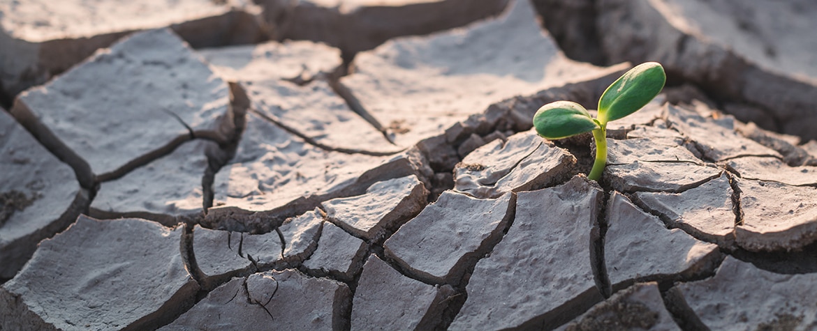 Fotografia de Tierra seca y brote creciendo BBVA
