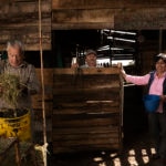 Astrid Orjuela, clienta de Fundación Microfinanzas BBVA en Colombia, trabaja en el establo de su granja junto a su marido y a un empleado. Astrid Orjuela, clienta de Fundación Microfinanzas BBVA en Colombia. Fotografía de Manuel Vázquez