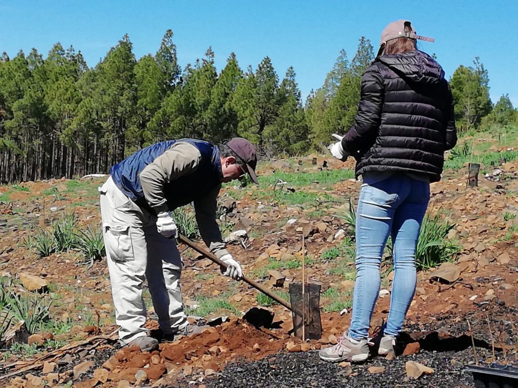 BBVA-Reforestación-Canarias