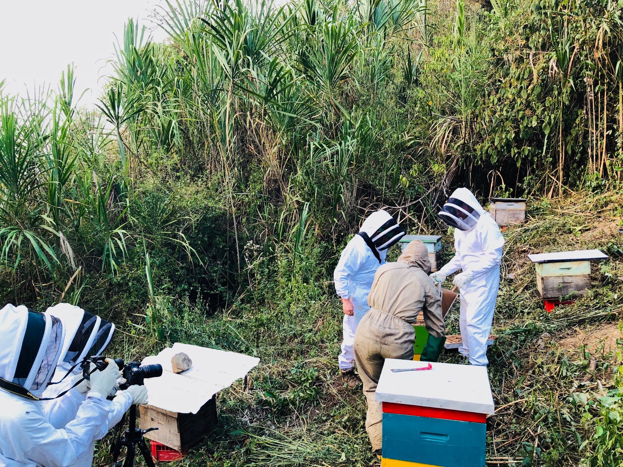 La apicultura, una oportunidad para las comunidades campesinas de Santander La apicultura, una oportunidad para las comunidades campesinas de Santander
